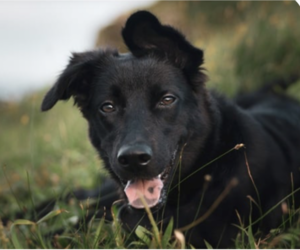 Retriever -Unknown Mix Dogs for adoption in San Ramon, CA, USA