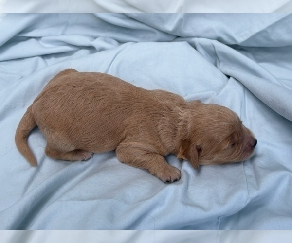 Medium Photo #43 Cavapoo Puppy For Sale in PENSACOLA, FL, USA