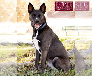 Sky - Female Border Collie-Siberian Husky Mix Dog for Adoption - Photo #11