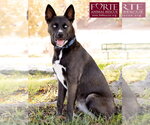 Small #10 Border Collie-Siberian Husky Mix