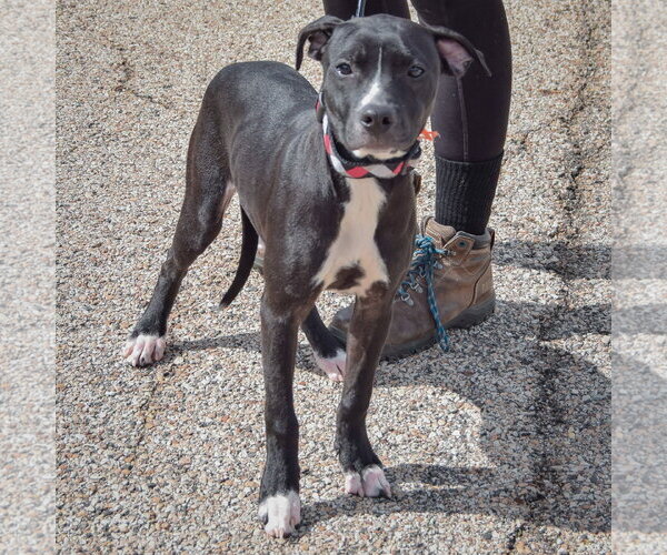 Medium Photo #3 American Staffordshire Terrier-Unknown Mix Puppy For Sale in Huntley, IL, USA