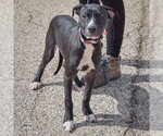 Small Photo #3 American Staffordshire Terrier-Unknown Mix Puppy For Sale in Huntley, IL, USA