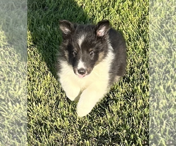 Medium Photo #16 Shetland Sheepdog Puppy For Sale in FORT MORGAN, CO, USA