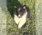 Small #15 Shetland Sheepdog