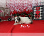 Pinto - Male Poodle (Toy) Puppy for Sale - Photo #8