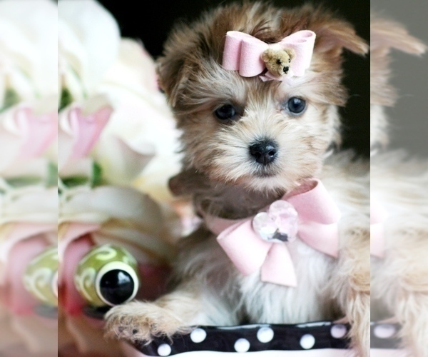 Medium Photo #13 Morkie Puppy For Sale in TAMPA, FL, USA