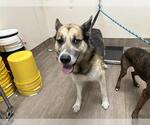 Small German Shepherd Dog-Siberian Husky Mix