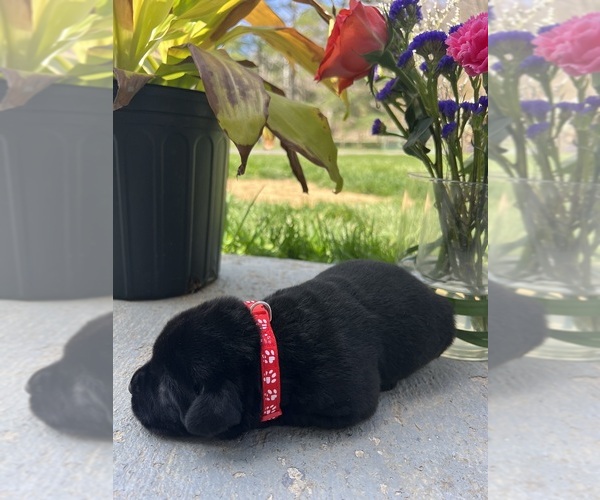 Medium Photo #14 Labrador Retriever Puppy For Sale in NEOLA, WV, USA