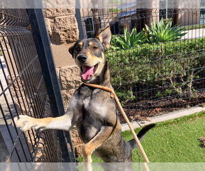 German Shepherd Dog-Unknown Mix Dogs for adoption in Orange, CA, USA