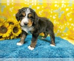 Small Photo #82 Bernedoodle Puppy For Sale in COLORADO SPRINGS, CO, USA