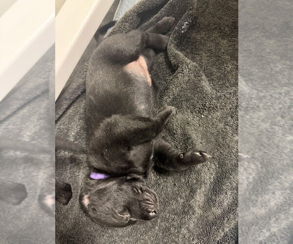 Medium Photo #1 Mutt Puppy For Sale in Imlay City, MI, USA