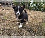 Rook - Male Aussie-Corgi Puppy for Sale - Photo #2