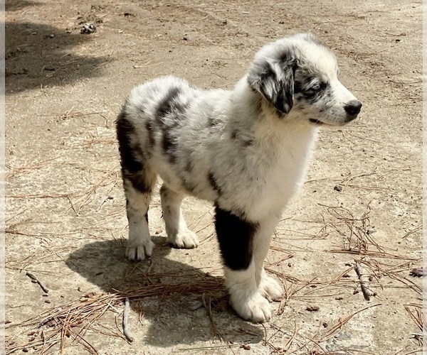 Medium Photo #2 Australian Shepherd Puppy For Sale in ACTON, CA, USA