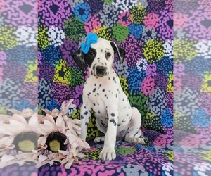 Dalmatian Puppy for sale in QUARRYVILLE, PA, USA