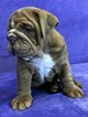 Small Photo #5 Bulldog Puppy For Sale in GROSSE POINTE FARMS, MI, USA