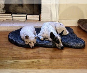 Australian Cattle Dog Puppy for sale in ONTARIO, CA, USA
