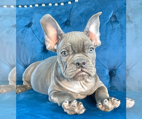 Medium Photo #103 French Bulldog Puppy For Sale in CHARLOTTE, NC, USA