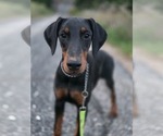 Puppy 3 Doberman Pinscher