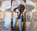 Small Photo #1 Cane Corso Puppy For Sale in GRANVILLE, NY, USA