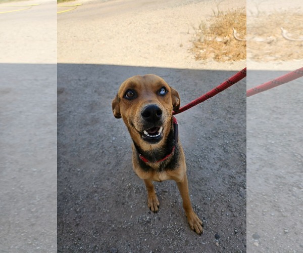 Medium Photo #2 Siberian Husky-Unknown Mix Puppy For Sale in El Centro, CA, USA