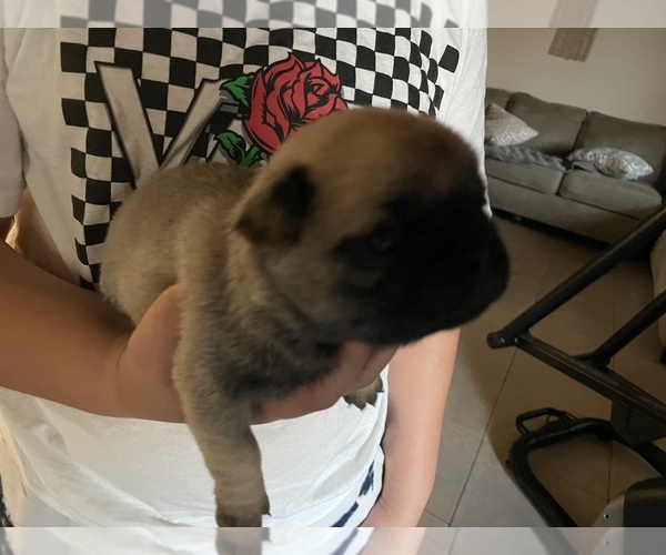 Medium Photo #3 Pug Puppy For Sale in LAKE MARY, FL, USA