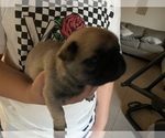 Small Photo #3 Pug Puppy For Sale in LAKE MARY, FL, USA