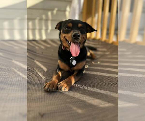 Medium Photo #3 Mutt Puppy For Sale in Greenville, SC, USA