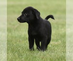 Small #5 Borador