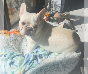 French Bulldog Puppy for Sale in FT MYERS, Florida USA