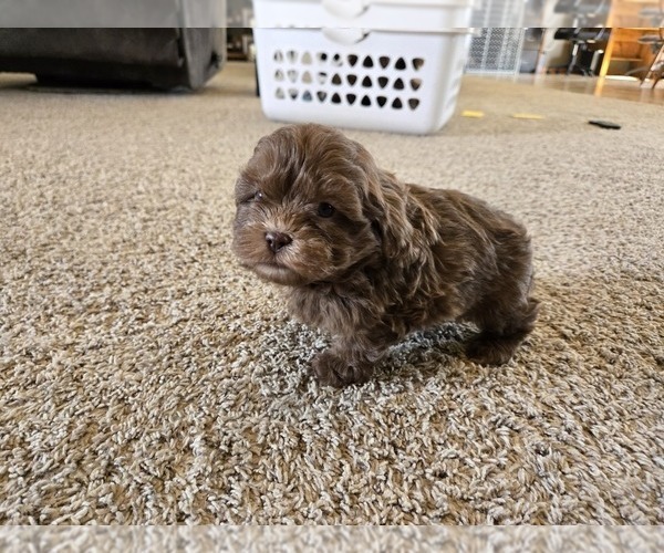 Medium Photo #10 ShihPoo Puppy For Sale in CARLYLE, IL, USA