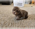 Small #9 ShihPoo