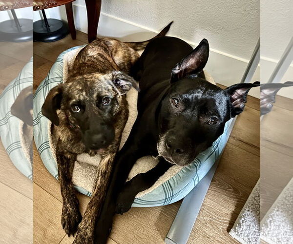 Medium Photo #2 Dutch Shepherd -Unknown Mix Puppy For Sale in HOUSTON, TX, USA