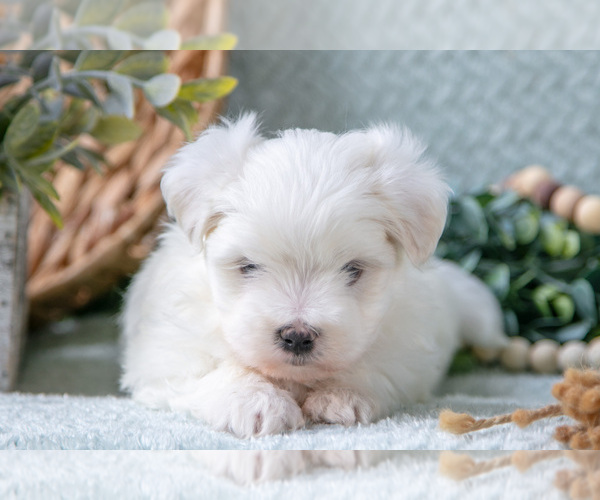 Medium Photo #3 Maltese Puppy For Sale in HOLMESVILLE, OH, USA