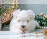 Small #2 Maltese