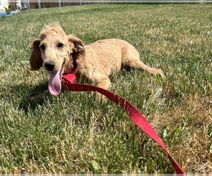 Medium Goldendoodle (Miniature)