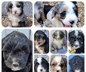 Miniature Bernedoodle Litter for sale in ORRVILLE, OH, USA