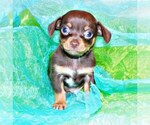 Small Photo #2 Chihuahua Puppy For Sale in CHARLESTON, AR, USA
