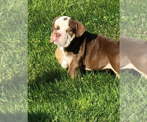 English Bulldog Puppy for sale in DEKALB, IL, USA