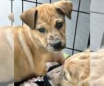Small #3 Catahoula Leopard Dog