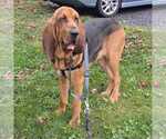Small Photo #4 Bloodhound-Unknown Mix Puppy For Sale in Silver Spring, MD, USA