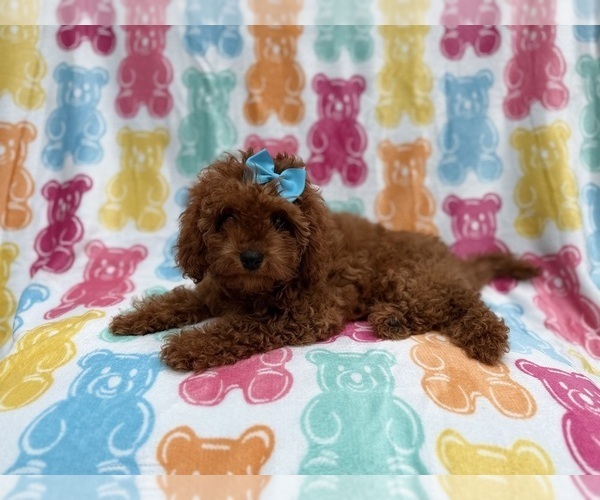 Medium Photo #3 Cavapoo (Miniature) Puppy For Sale in LAKELAND, FL, USA