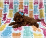 Small #2 Cavapoo (Miniature)