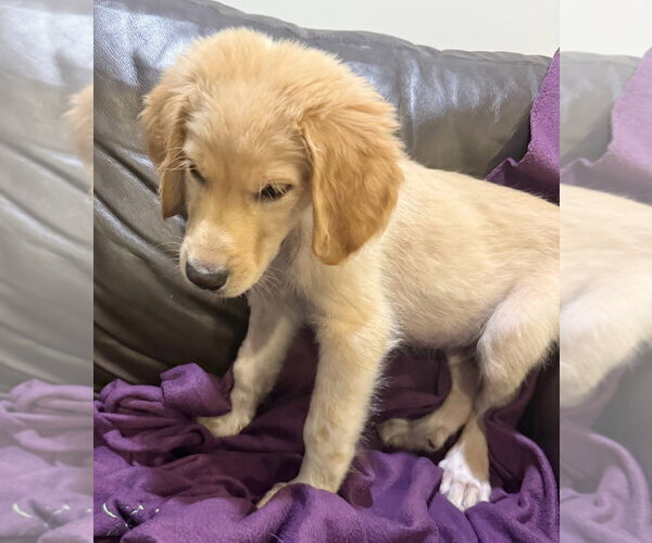 Medium Photo #2 Great Pyredane Puppy For Sale in Mundelein, IL, USA