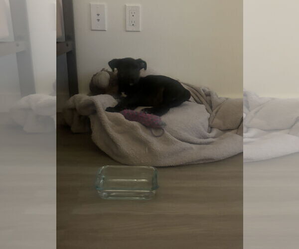 Medium Photo #4 American Pit Bull Terrier-Labrador Retriever Mix Puppy For Sale in Miami, FL, USA