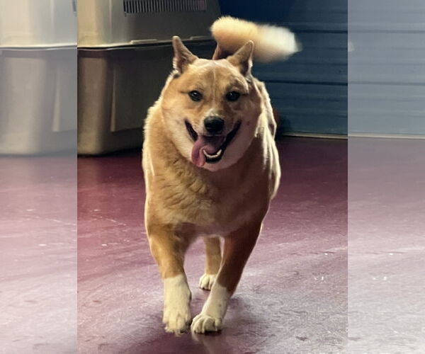 Medium Photo #4 Shiba Inu-Unknown Mix Puppy For Sale in Webster, WI, USA