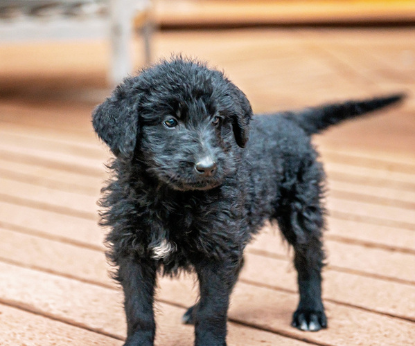 Medium Photo #2 Shepadoodle Puppy For Sale in JOHNSON, KS, USA