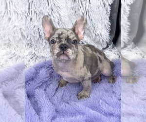 French Bulldog Puppy for Sale in SANDY HOOK, Kentucky USA