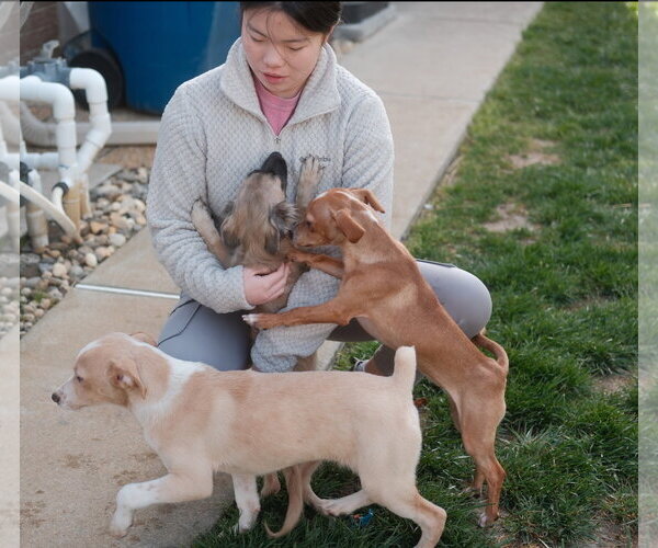 Medium Photo #9 Dachshund-Unknown Mix Puppy For Sale in Virginia Beach, VA, USA