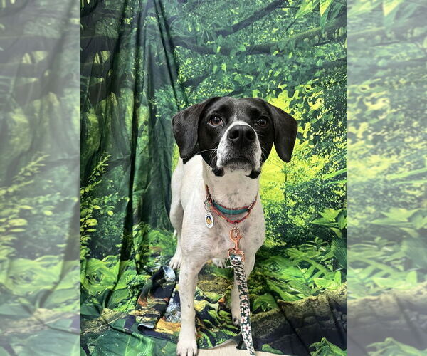 Medium Photo #3 Mutt Puppy For Sale in Candler, NC, USA