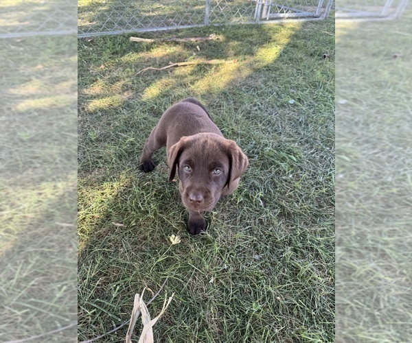 Medium Photo #4 Labrador Retriever Puppy For Sale in BRIDGEWATER, IA, USA